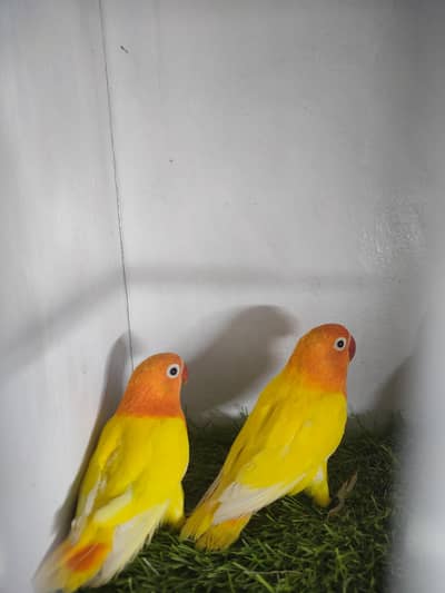 opaline / pale fellow & lutino dec opaline with dna