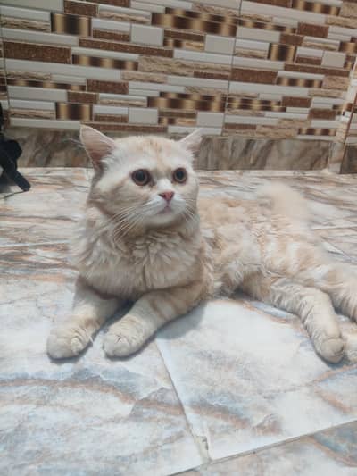 Healthy and fluffy persiancat