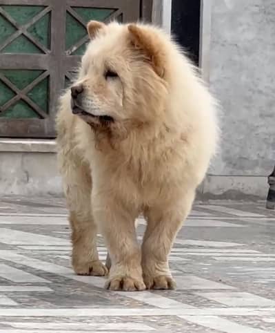 Chow Chow For Sale!!!