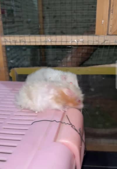sriyan hamster ready to breed pair red eyes female or black eye male