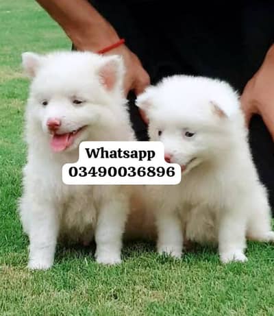 Russian puppy Dogs for sale 2 month age