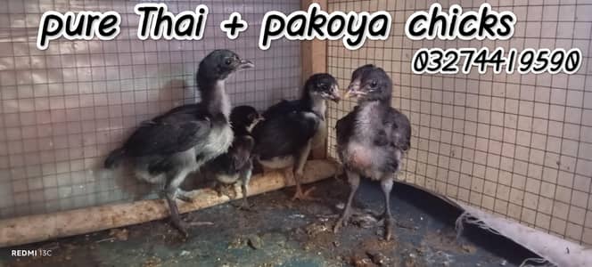 Thai + pakoya chicks