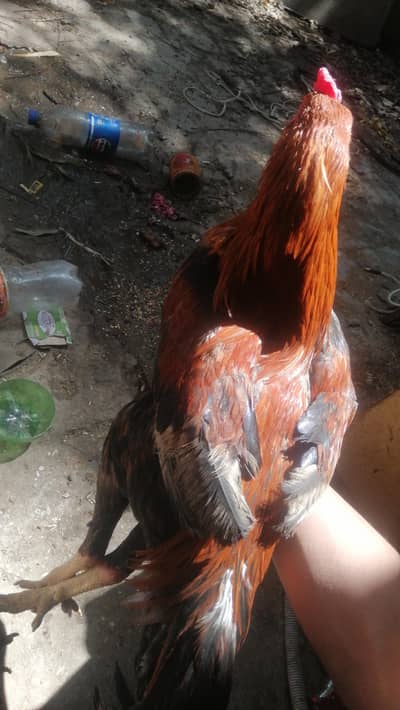 aseel murga mianwali for sale or exchange