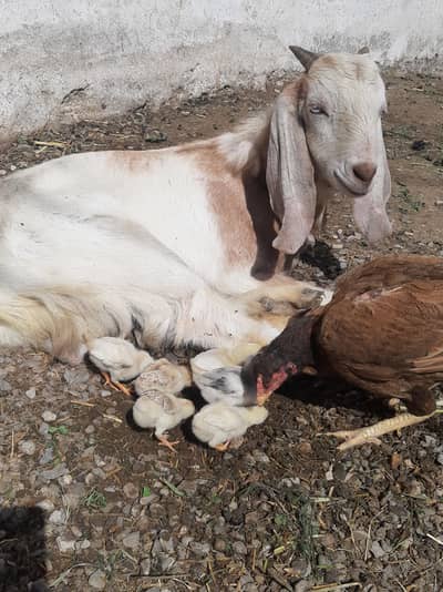 Aseel female with chicks available