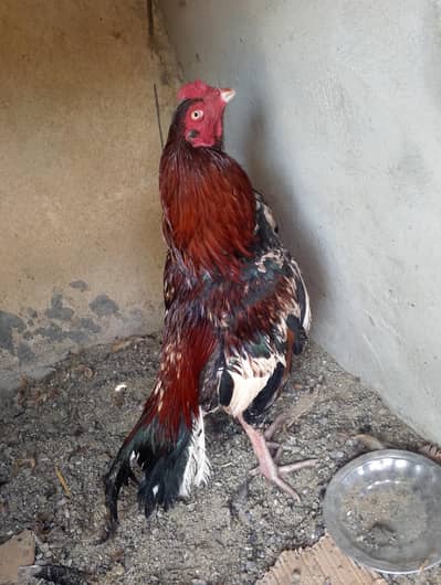 Quality Aseel bird available
