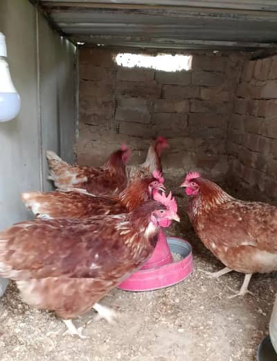 Young Lohman brown egg laying jumbo size