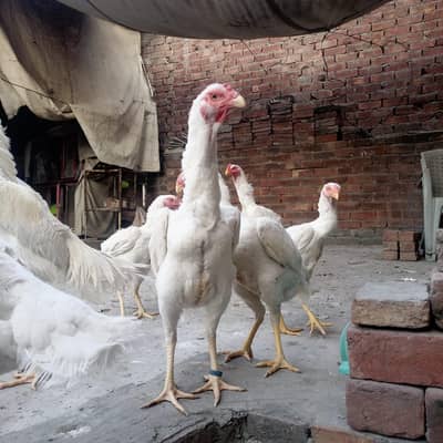 shamo female for sale