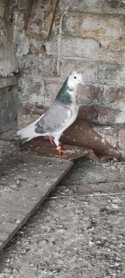 beautiful dobaz and Lal sira sherazi male for sale