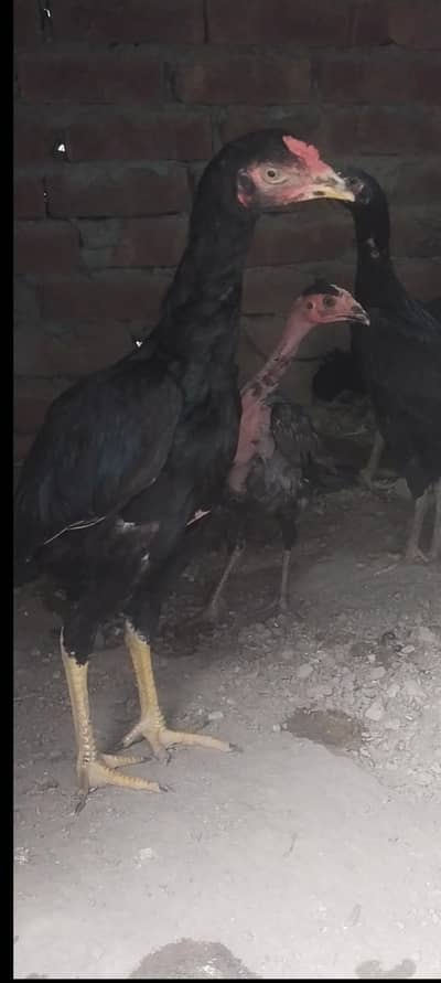 pure Pakistani high quality breed