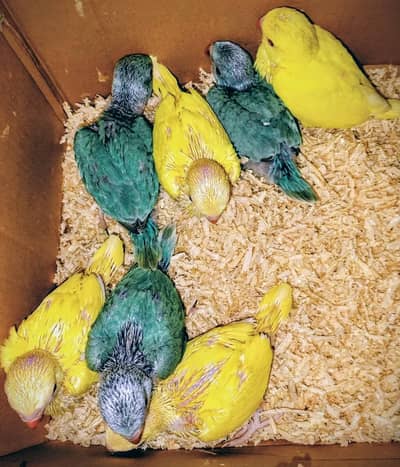 blue white and yellow parrot chicks
