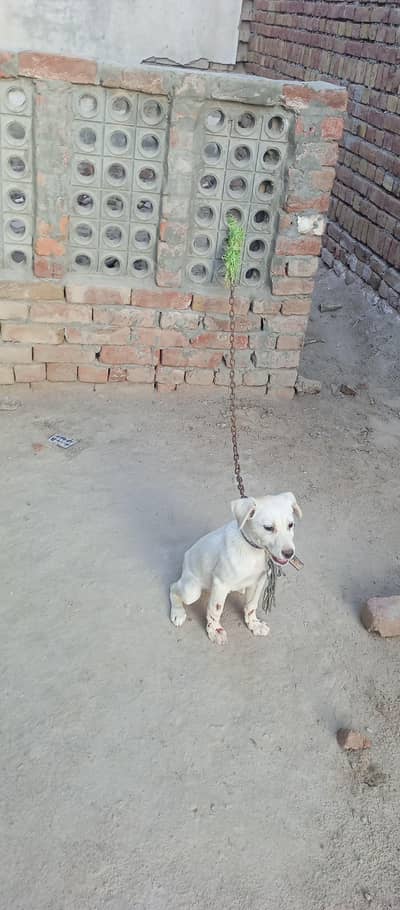 Labrador Female Puppy