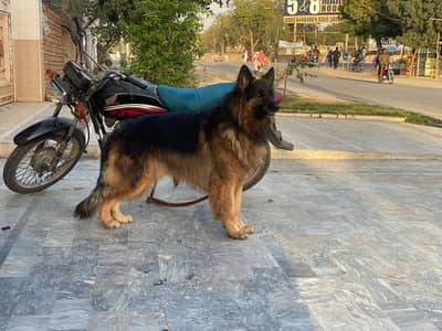 German Shepherd || Black & Tan || Male || Pedigree