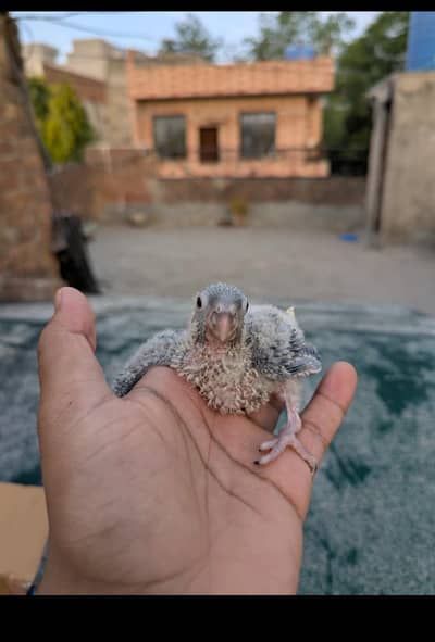 blue turquoise white chest and white foot ck for sale last pcs on pins