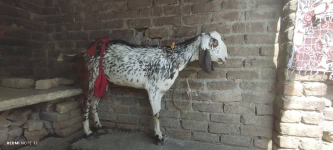 Dodh wali goat