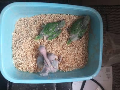 bolne walay tootay k bachay talking parrot chicks