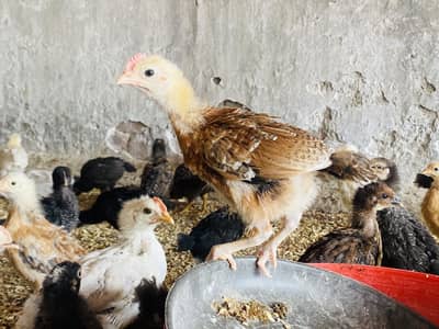 Golden Misri | Australorp |Desi| Chicks| Chuza|PATHI| Egg laying Hen