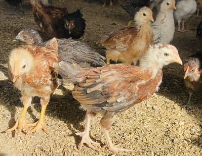 Golden Misri | Australorp |Desi| Chicks| Chuza|PATHI| Egg laying Hen