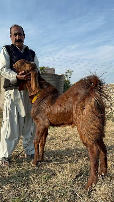 Bakra for sale