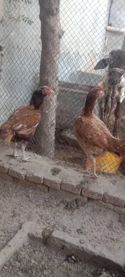 2 Aseel kurk murgi Whatsapp 03061908536