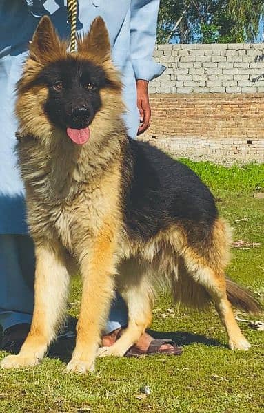 German shepherd Dubal cout mail 8 mahnt for sale