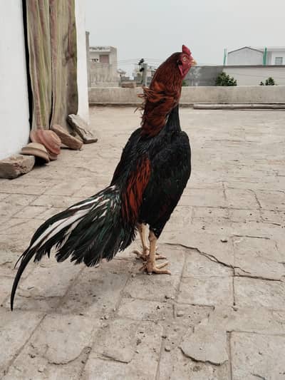 Bht achi quality ka murga h