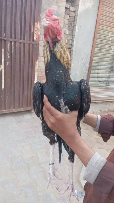 Jawa or shajrah breed beautiful Baird