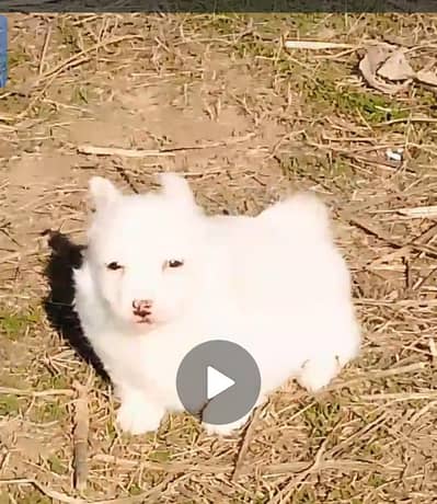 Russian male aur female