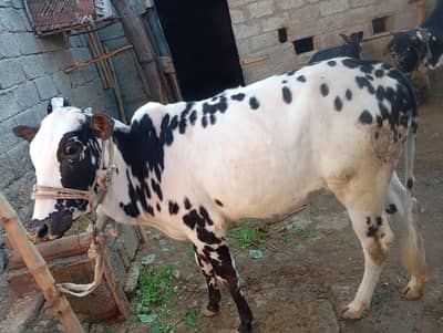 desi wachi for sale age 17 maheeny kheeri hai