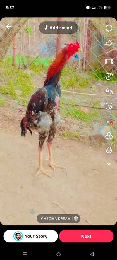 shamo aseel long height