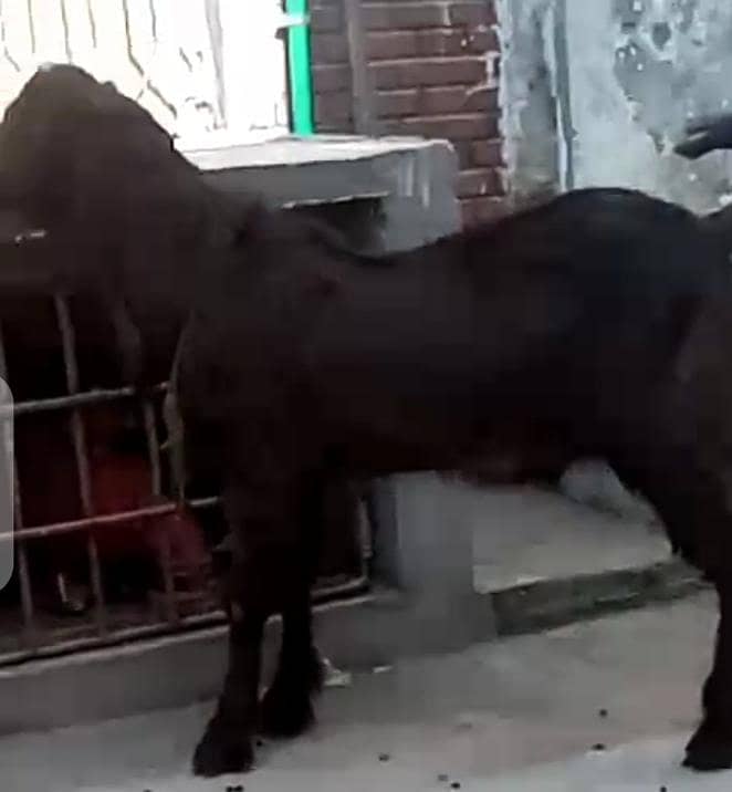 قربانی لگتا بكرا فار سیل 0