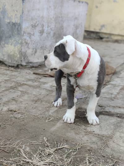 American pitbull 6 months healthy family dog