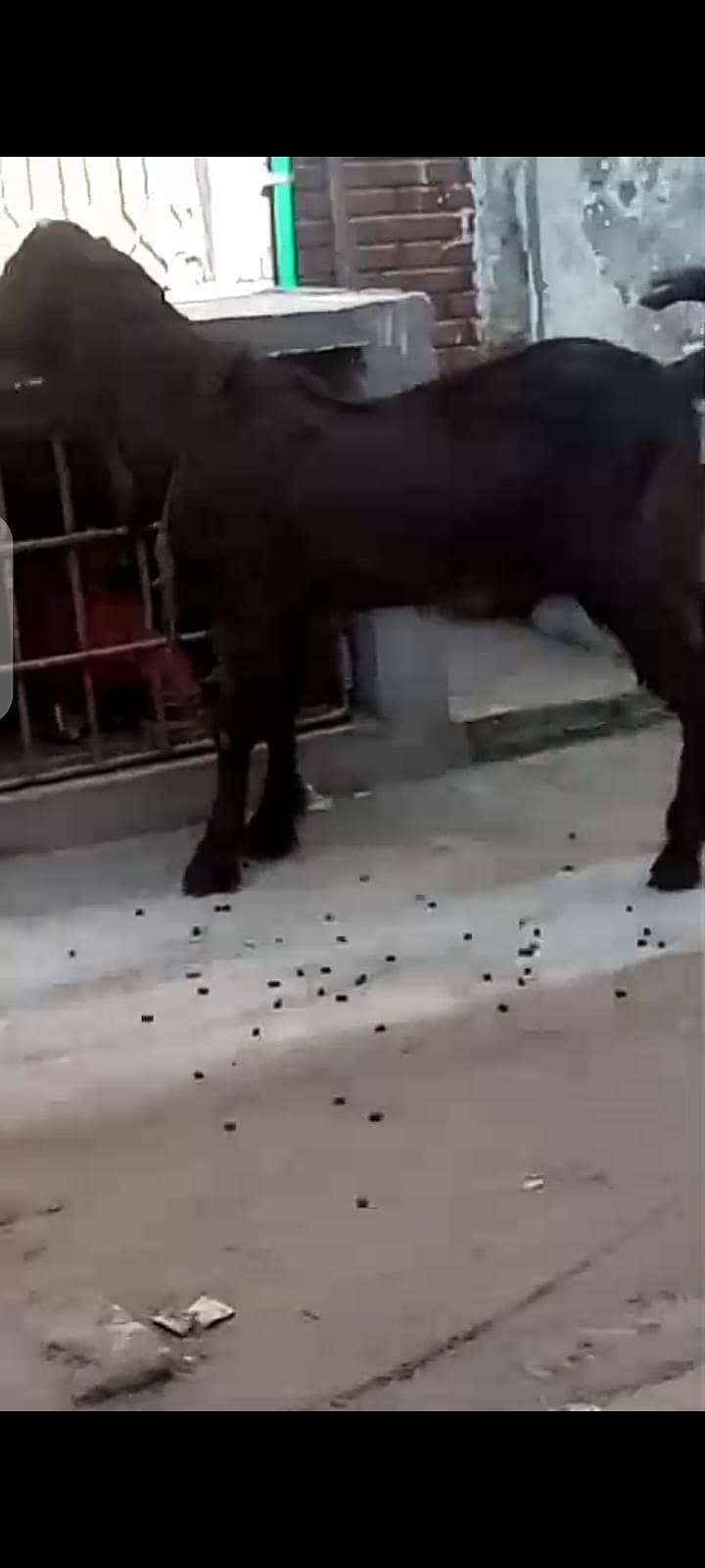 قربانی لگتا بكرا فار سیل 1