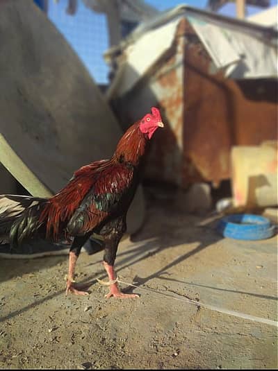 Aseel Mianwali Murga