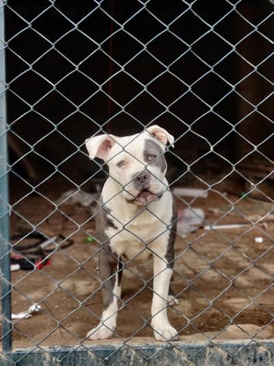 American pitbull 6 months healthy family dog