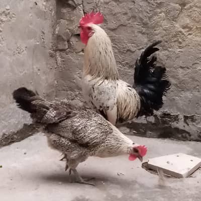 Healthy Desi Misri Pair (Egg Laying Hen) for Sale