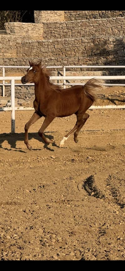 arabic imported top line colt