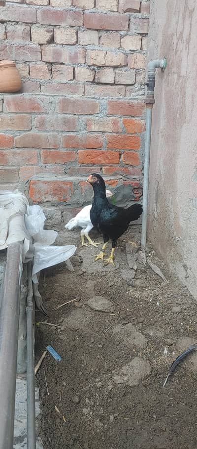 lasani madi with heera pathi