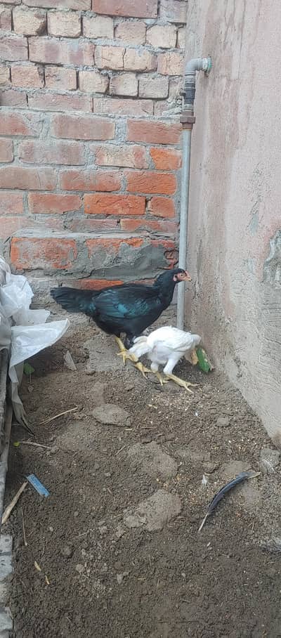 lasani madi with heera pathi