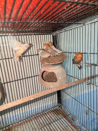 finches half orange and full orange