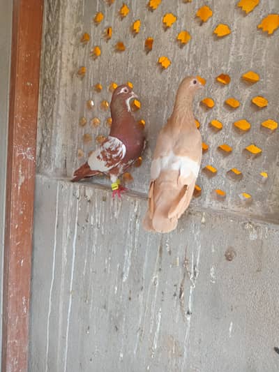 lal khal klyara male with yellow gandedar female with young chick