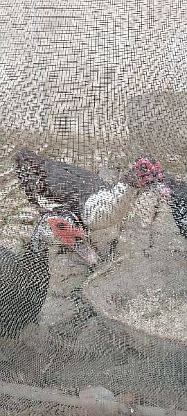 Muscovy ducks