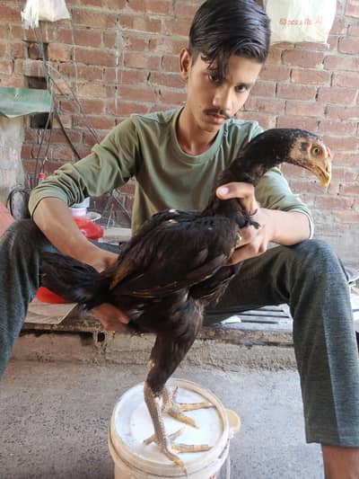 Thai pakoya 03124613025