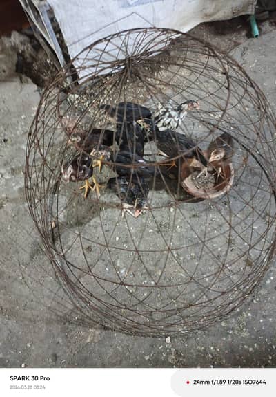 9 chicks 2.5 maheene ke hain