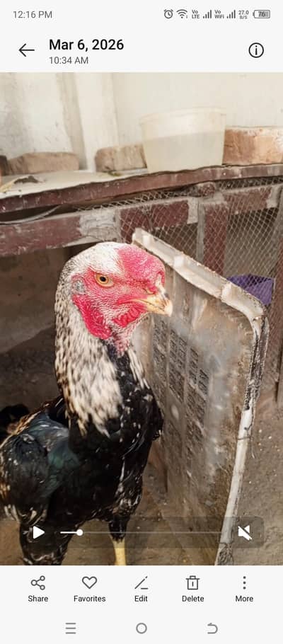 parrot beak shamo Turkish cross