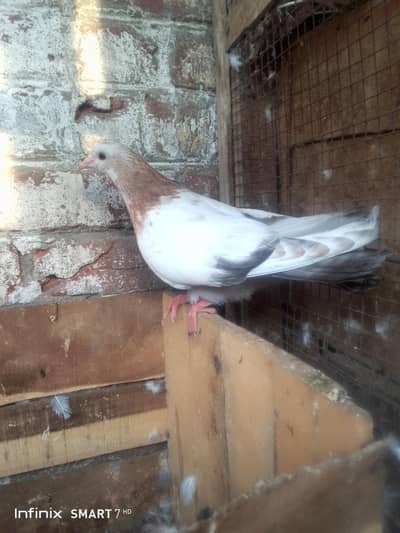 indion Galway tady or golden baby for sale