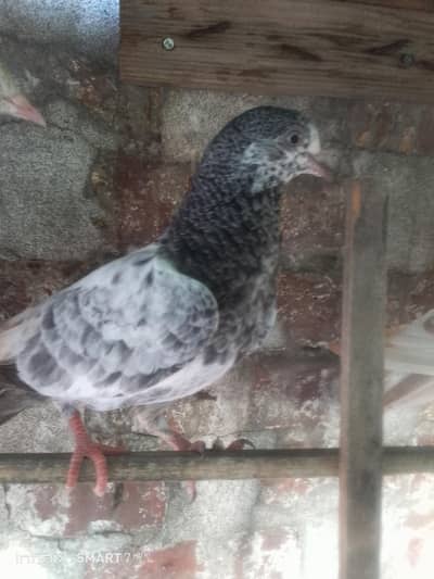 tady or golden baby for sale