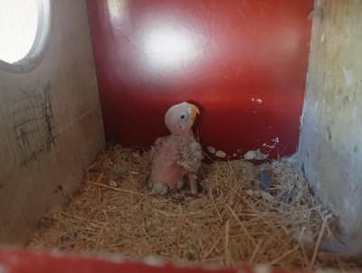 lovebirds violet personata double factor chick