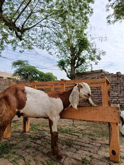 one year age male goat for sale only serious buyers can contact me