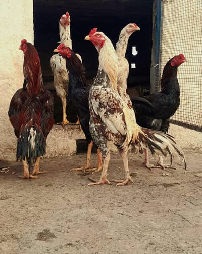 aseel breed active and healthy