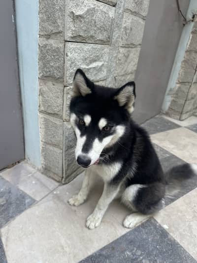 Siberian Husky 8 months old dog
